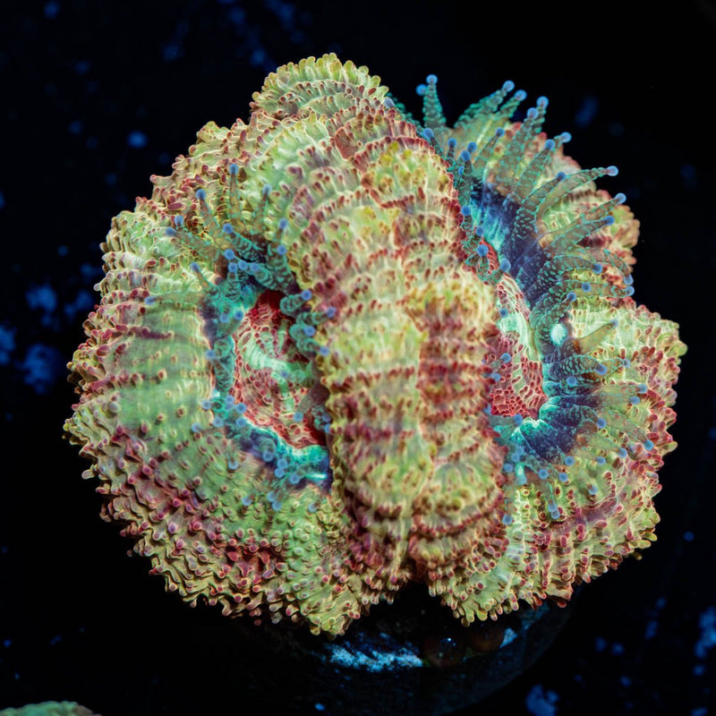 Klepiso Asian Acan