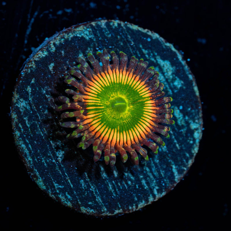 Peach Tea Zoanthid