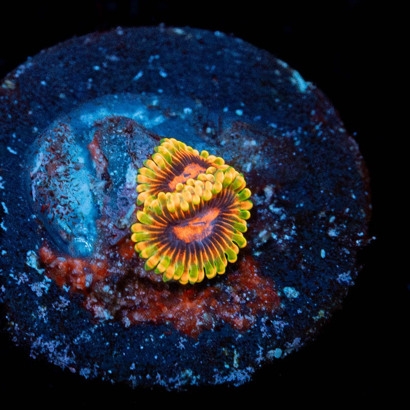 Jedi Mind Trick Zoanthid