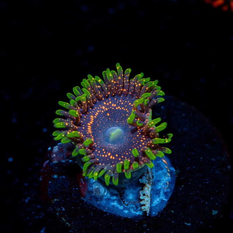 Psychosis Zoanthid