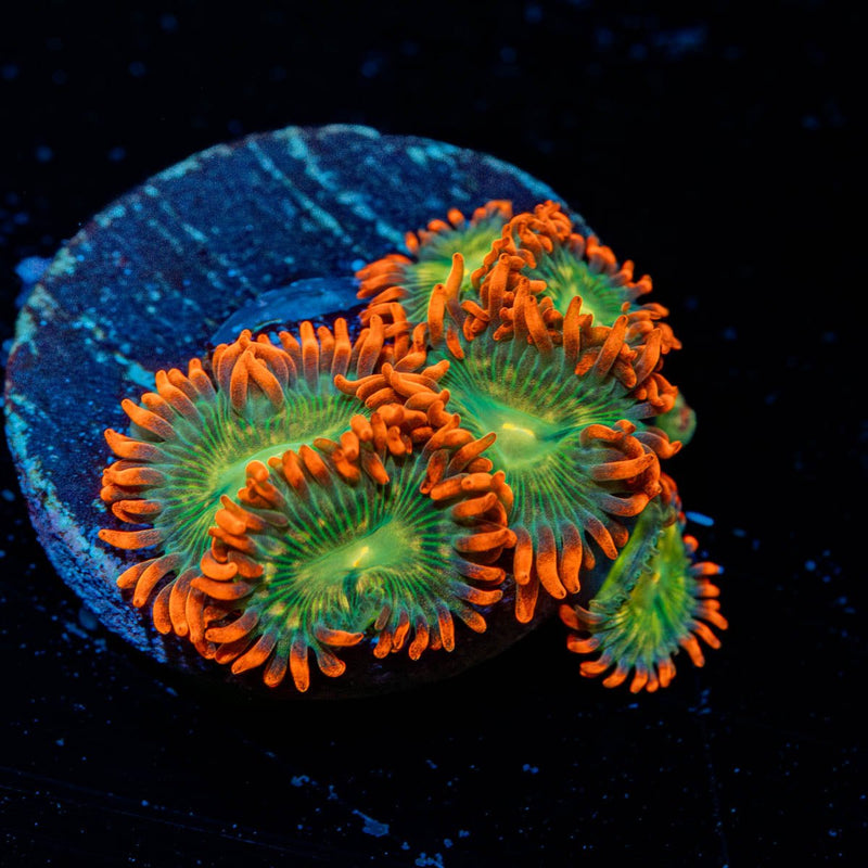 Punk Rockers Zoanthid
