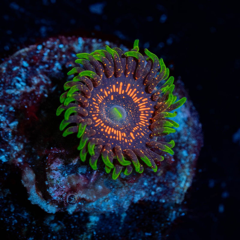 Psychosis Zoanthid