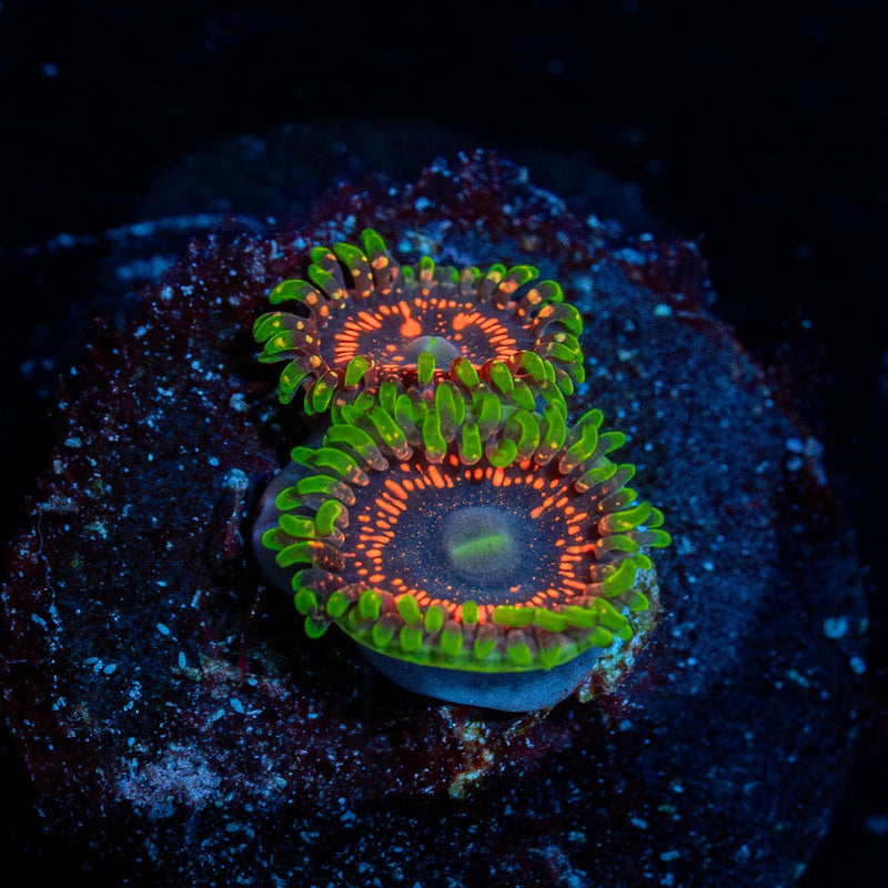 Psychosis Zoanthid