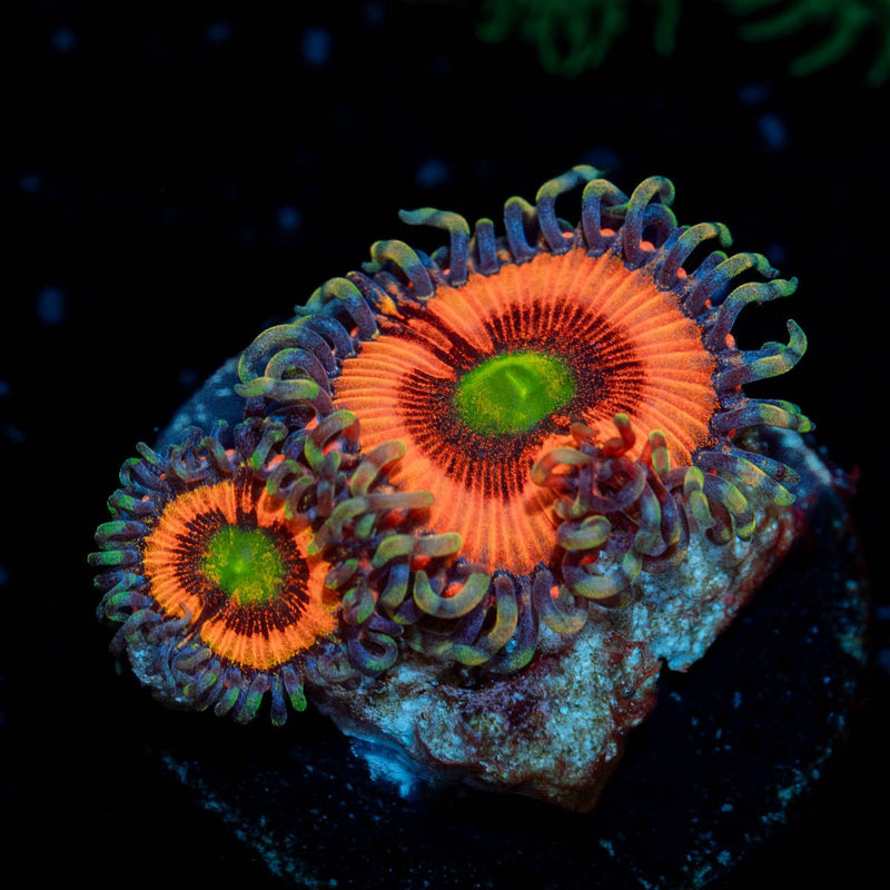 Daisy duke Zoanthid