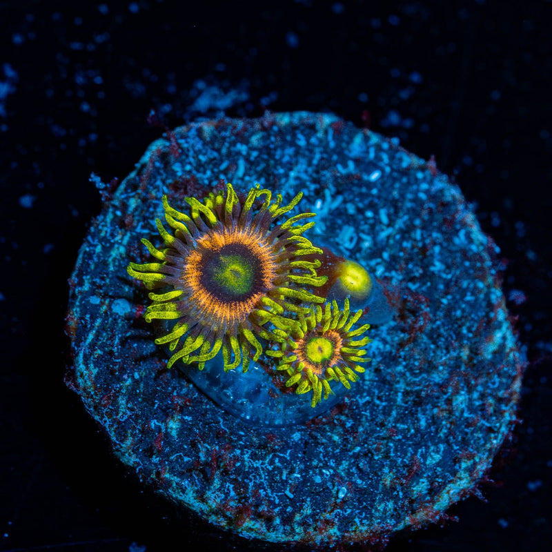 Kamikaze Zoanthid