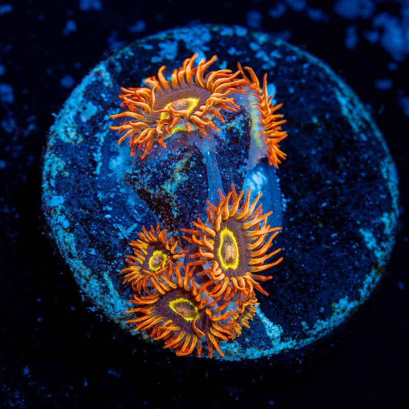 Utter Chaos Zoanthid