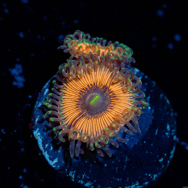 Desert Storm Zoanthid
