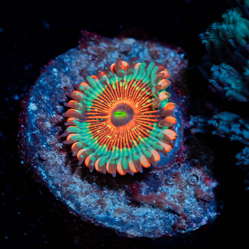 Seduction Zoanthid