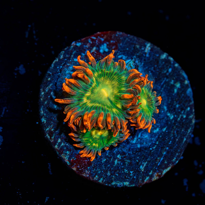 Blueberry Yum Yum Zoanthid