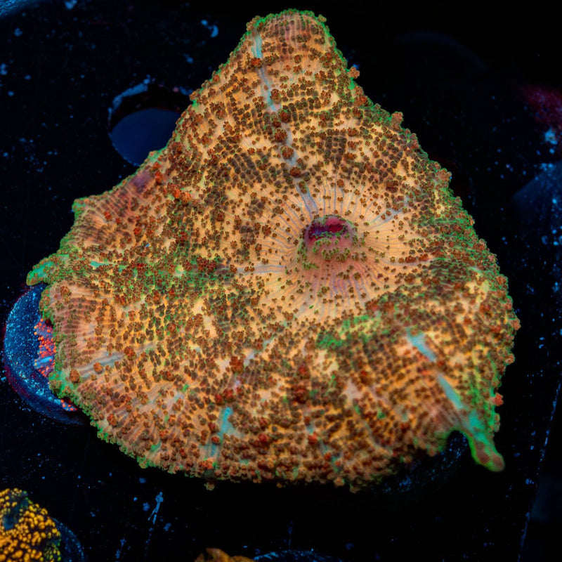 Metallic Unbrella Mushroom