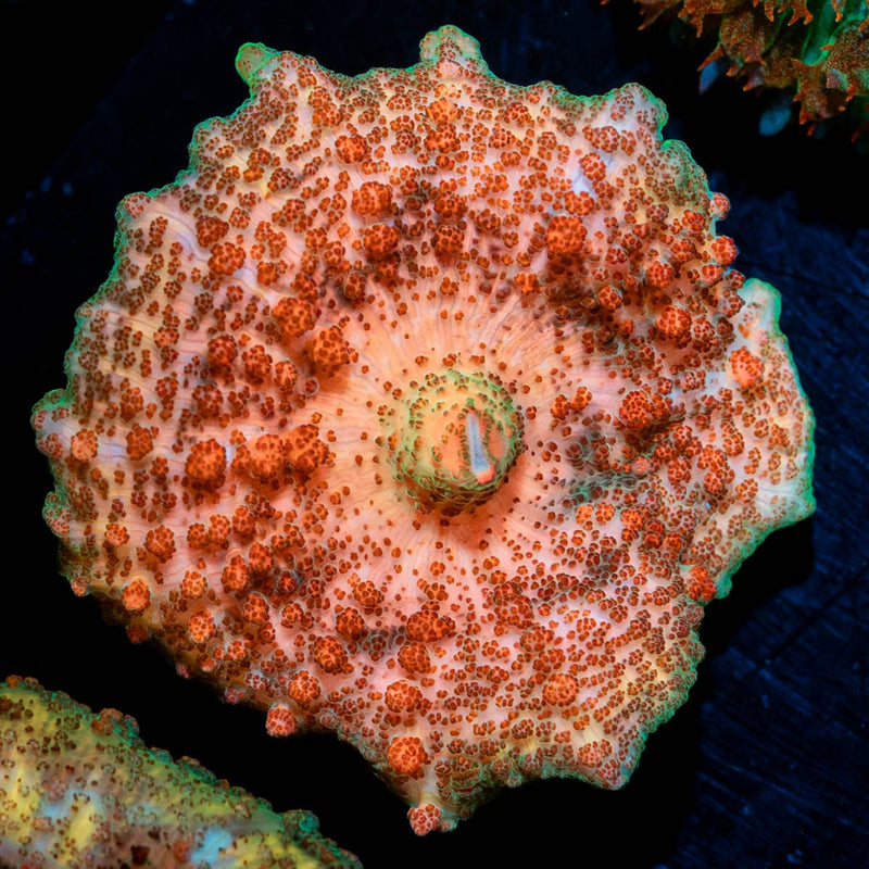 Metallic Unbrella Mushroom