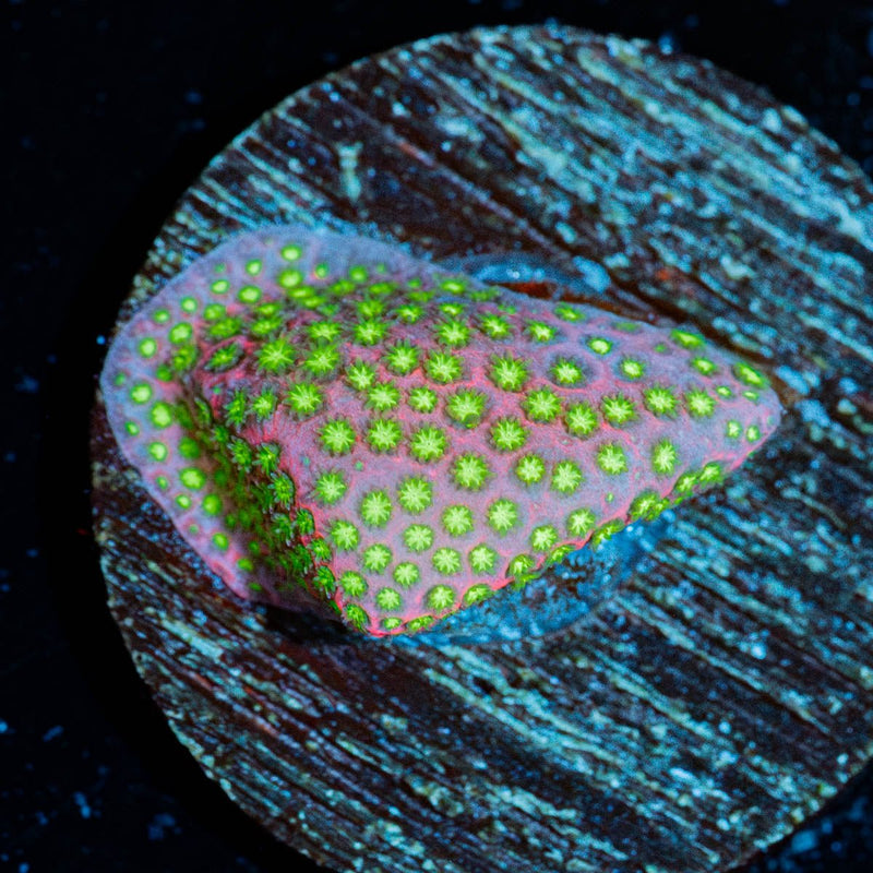 Electric Daisy Stylocoeniella