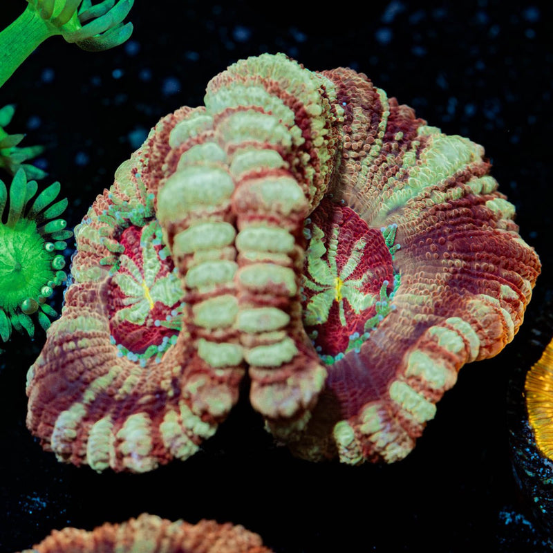 Red Fox Asian Acan