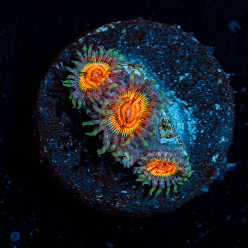Fruit Ninja Zoanthid