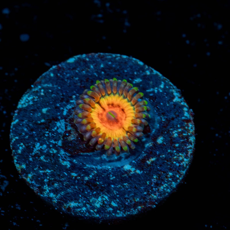 Valkarys Zoanthid