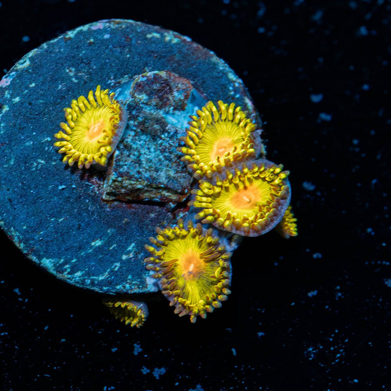 Tutti Frutti Zoanthid