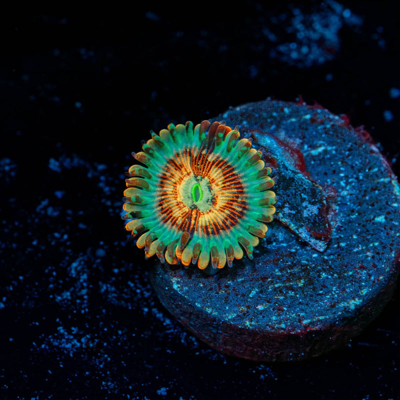 White Zombie Zoanthid