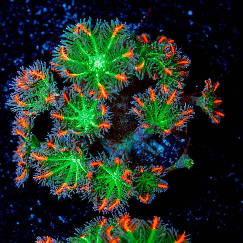 ARC Firework Clove Polyps