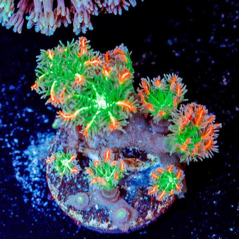 ARC Firework Clove Polyps