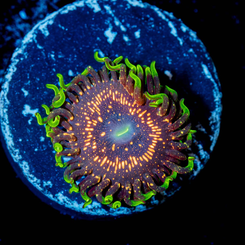 Psychosis Zoanthid