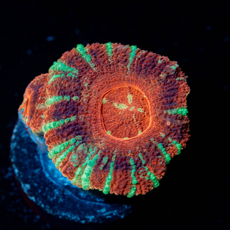Blood Moon Acan