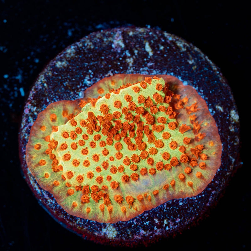 Burning Banana Stylocoeniella