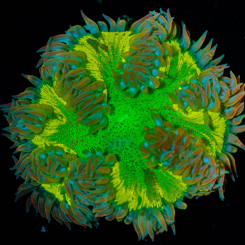 Ultra Rock Flower Anemone