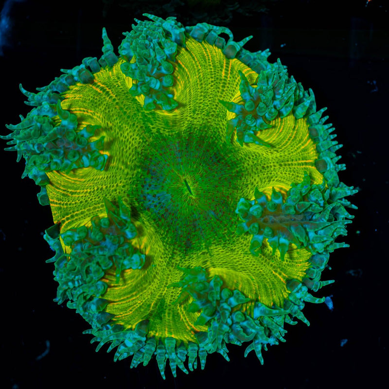 Ultra Rock Flower Anemone