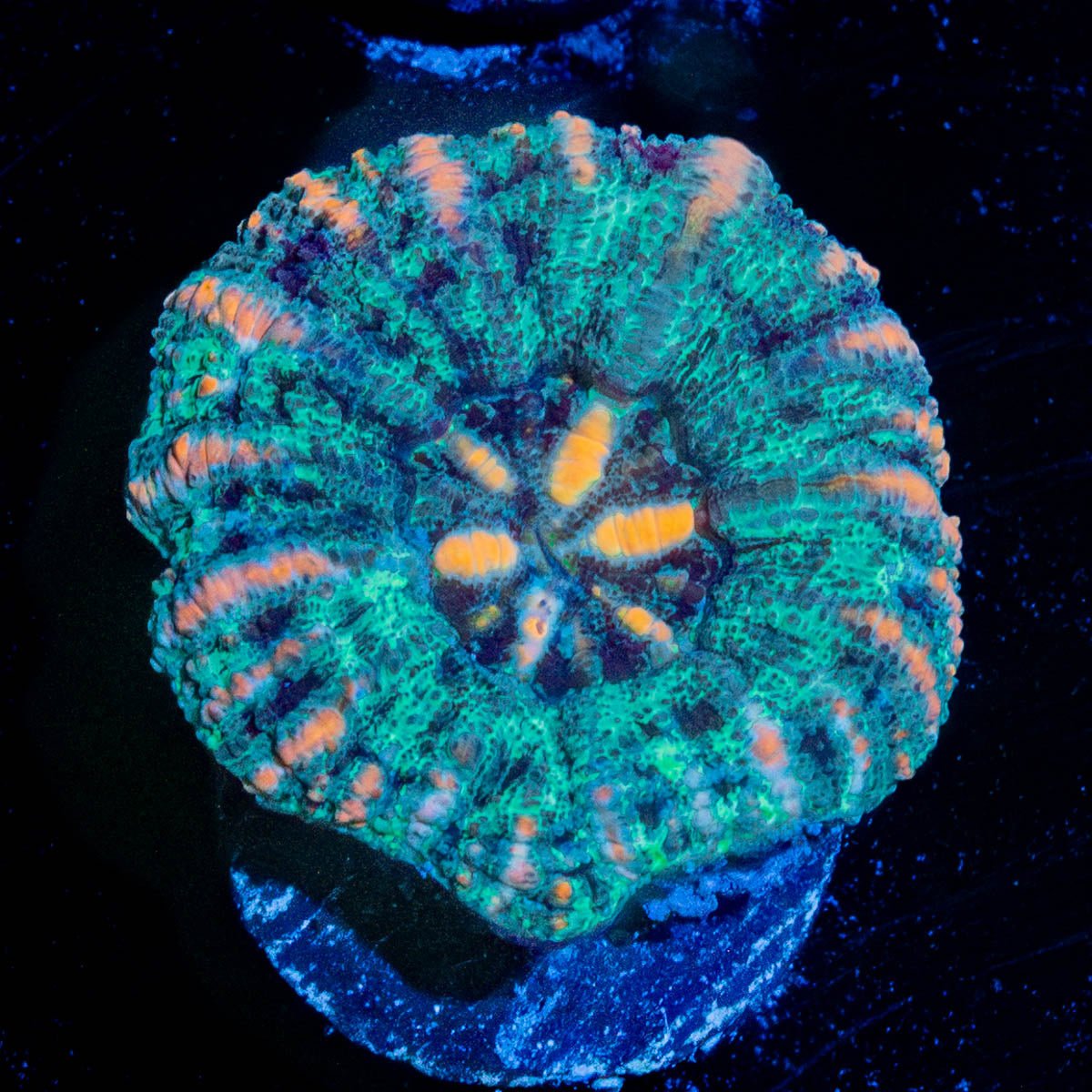 Ultra Button Scoly - riptide aquaculture llc