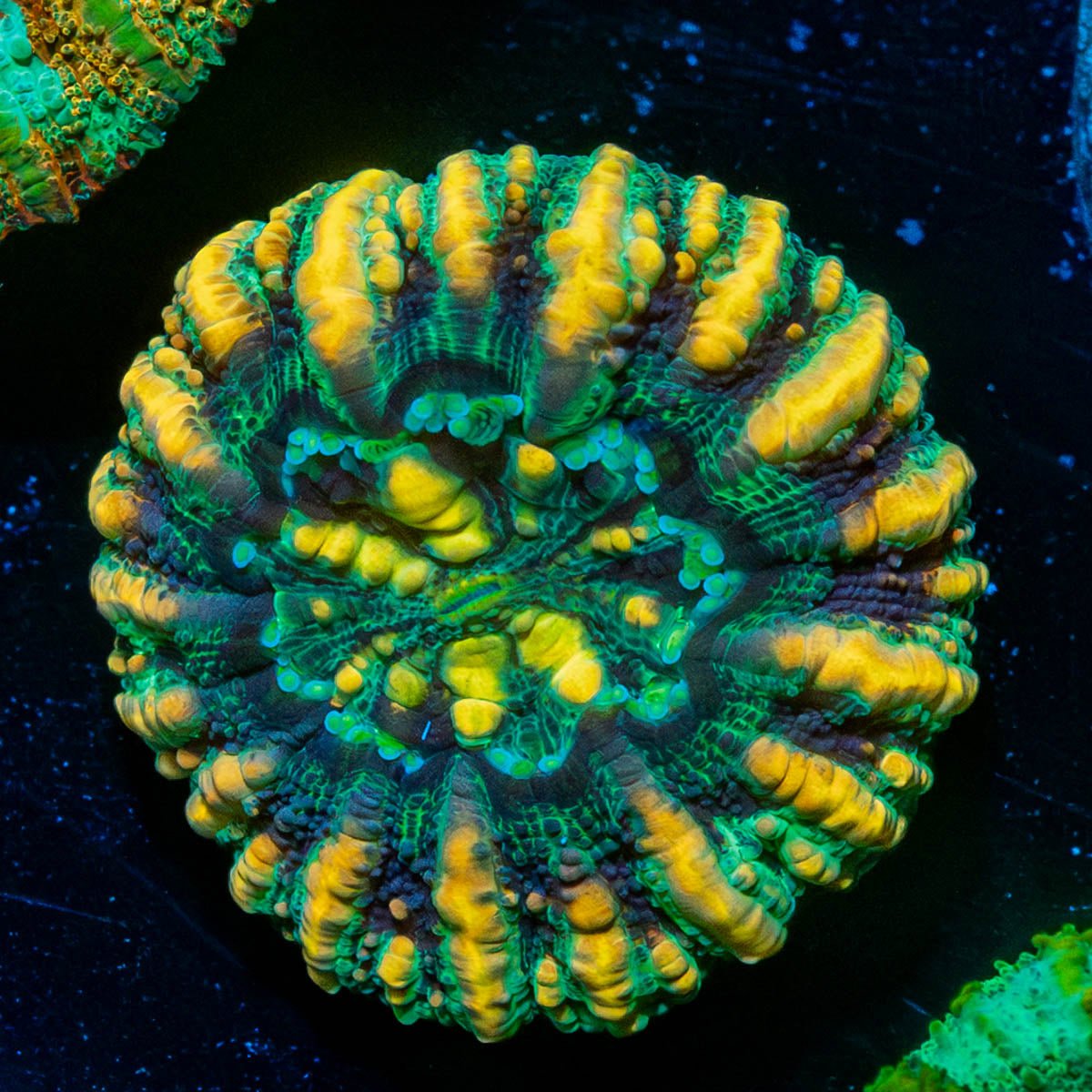 Ultra Button Scoly - riptide aquaculture llc