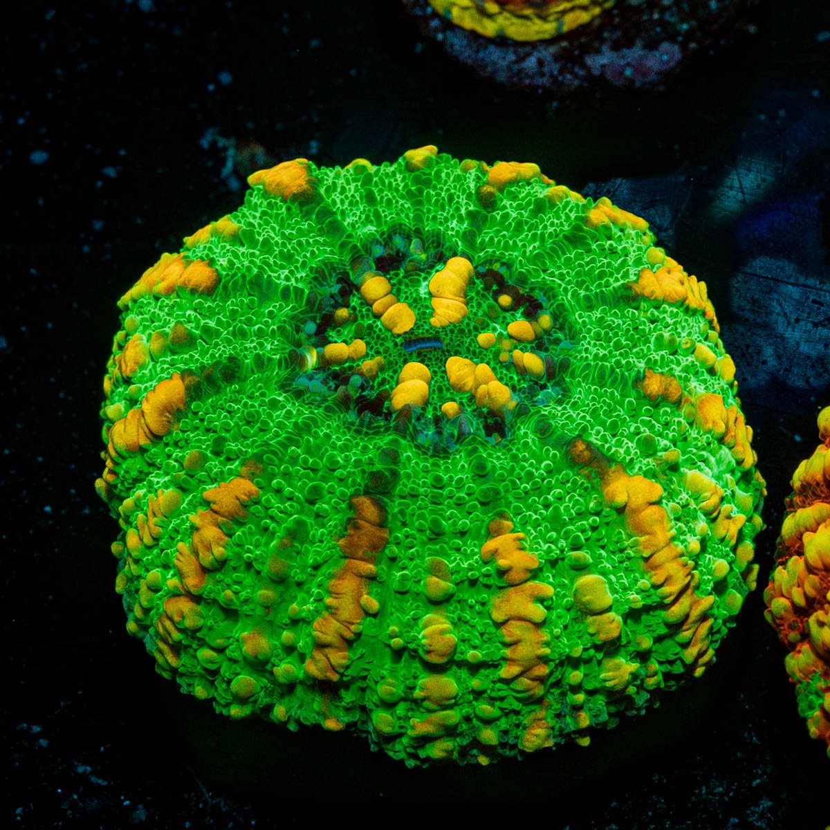 Ultra Button Scoly - riptide aquaculture llc