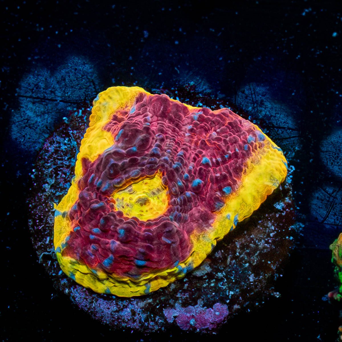 Purple Heat Chalice - riptide aquaculture llc