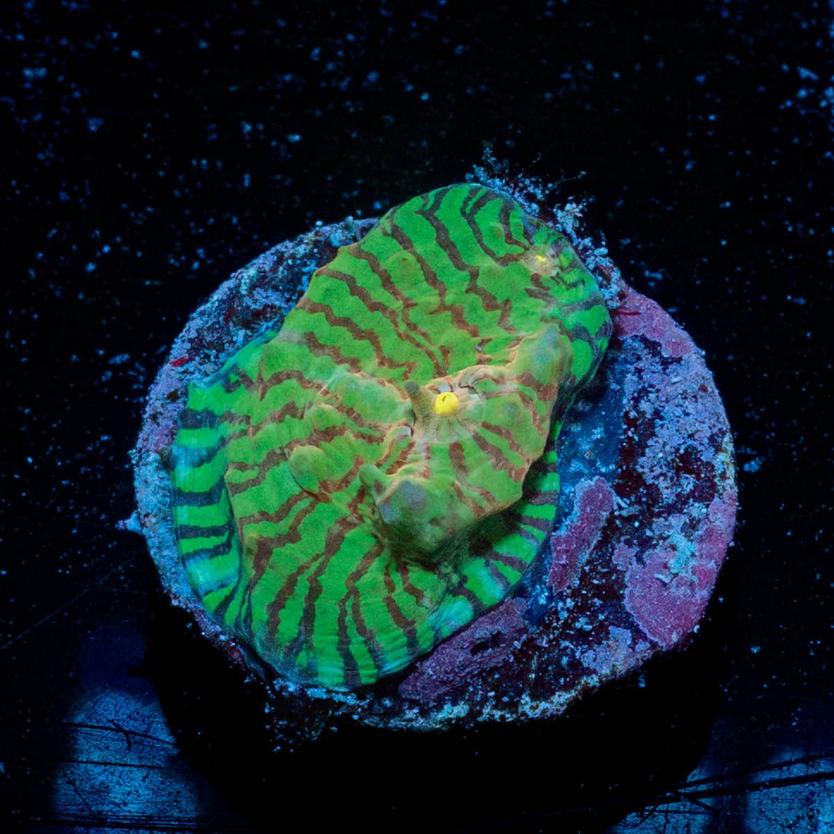 The Mask Convict Chalice - riptide aquaculture llc
