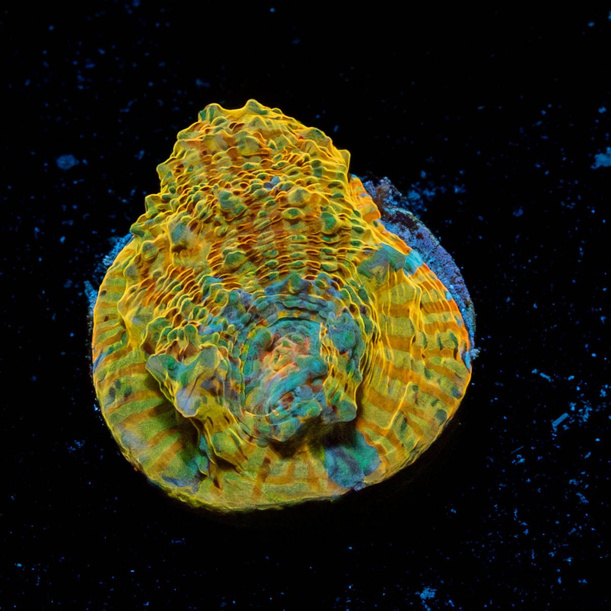 Holy Diver Convict Chalice - riptide aquaculture llc