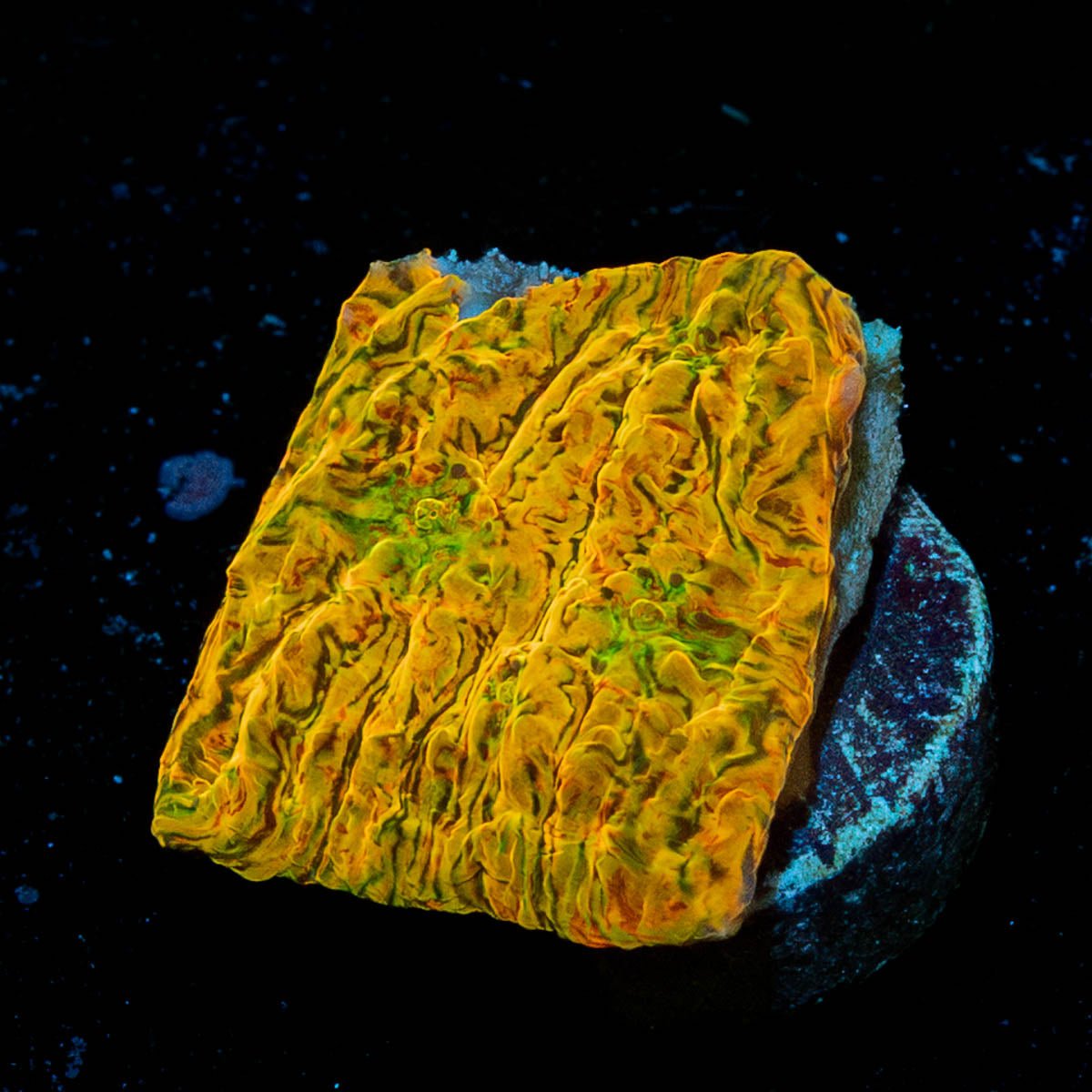 Crazy Train Chalice - riptide aquaculture llc