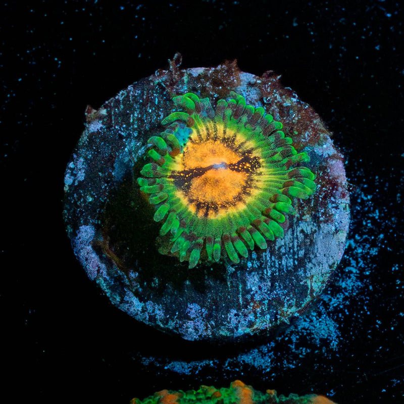 Blood Shoots Zoanthid