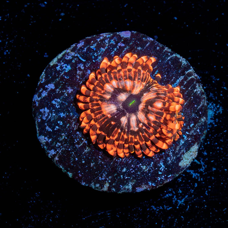 Utter Chaos Zoanthid