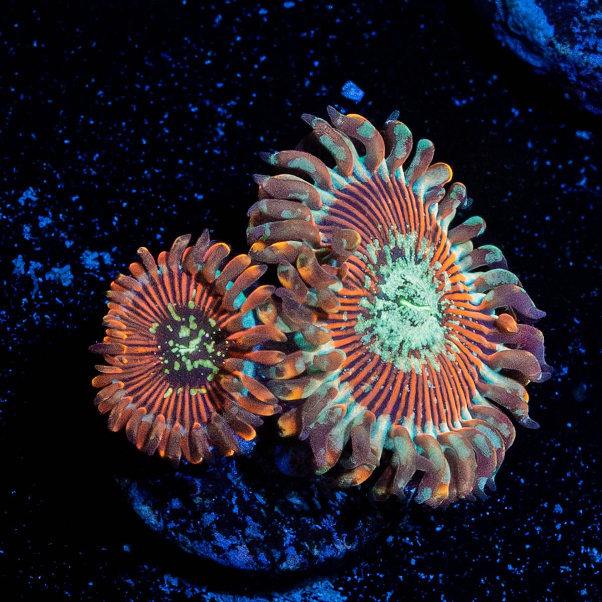 Dark Magicians Zoanthid - riptide aquaculture llc