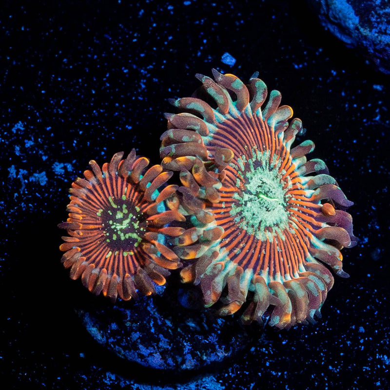 Dark Magicians Zoanthid