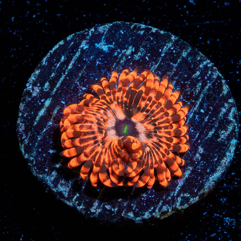 Utter Chaos Zoanthid