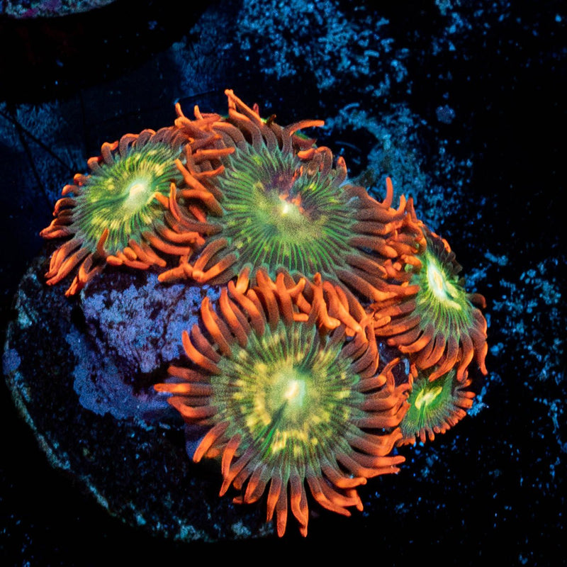 Blueberry Yum Yum Zoanthid