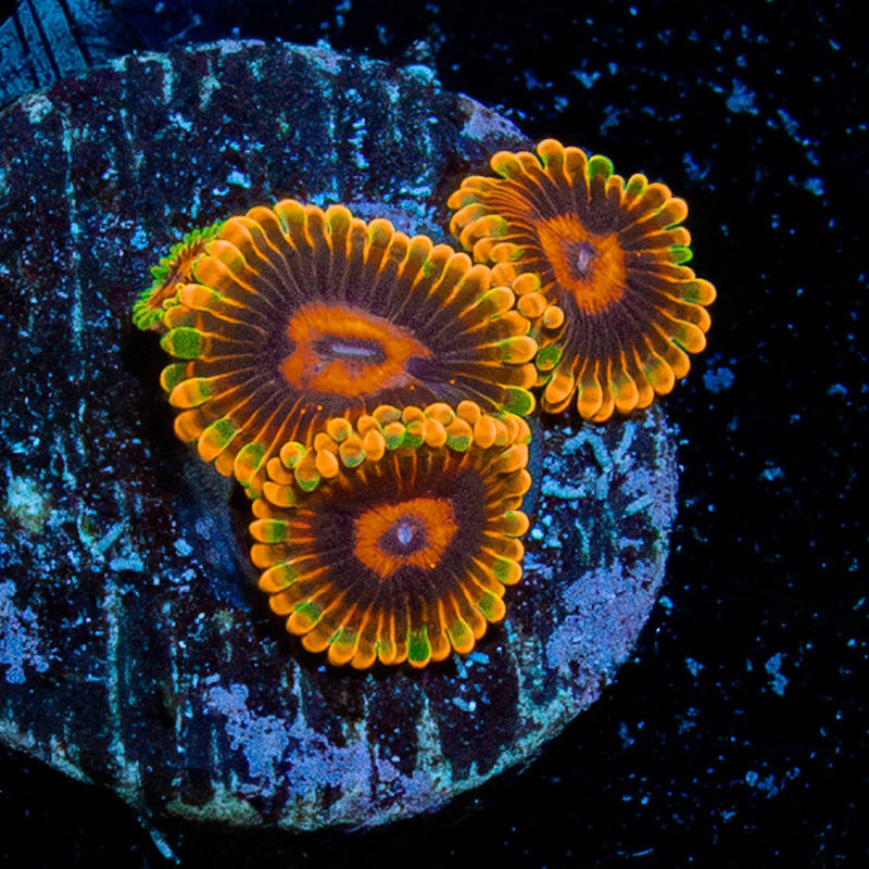 Jedi Mind Tricks Zoanthid