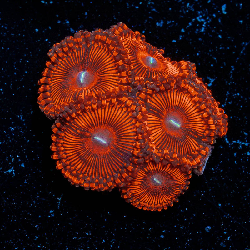 Hells Bells Zoanthid