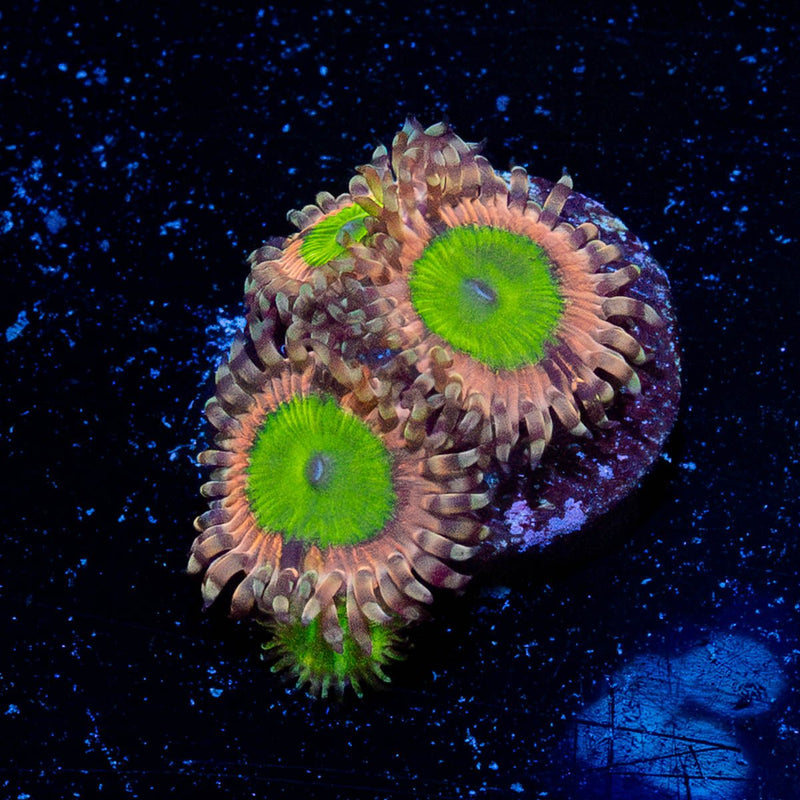 Chuckys Bride Zoanthid