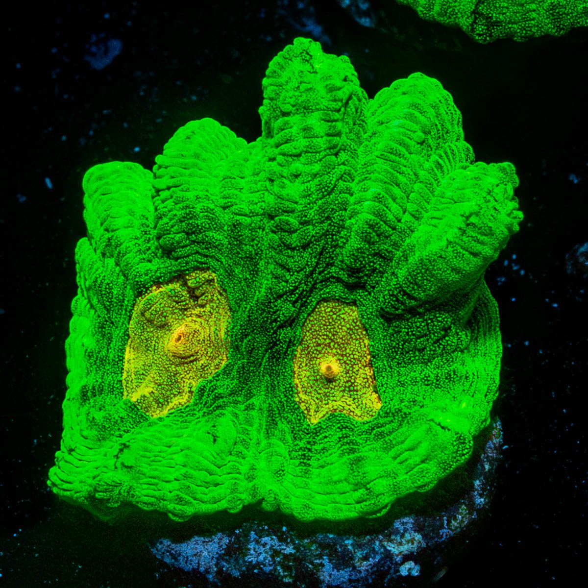 Space Invader Pectinia Chalice - riptide aquaculture llc