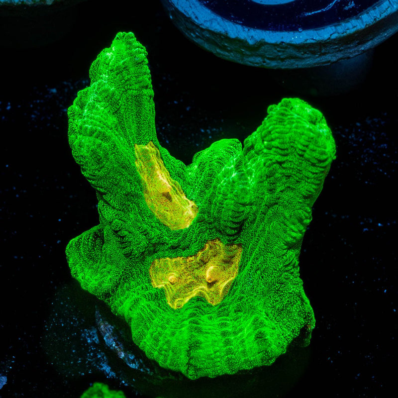 Space Invader Pectinia Chalice