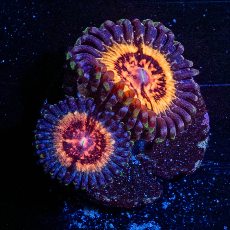 Valkarys Zoanthid