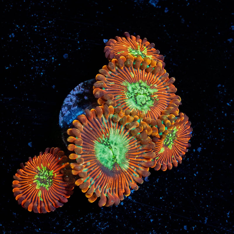 Dark Magicians Zoanthid