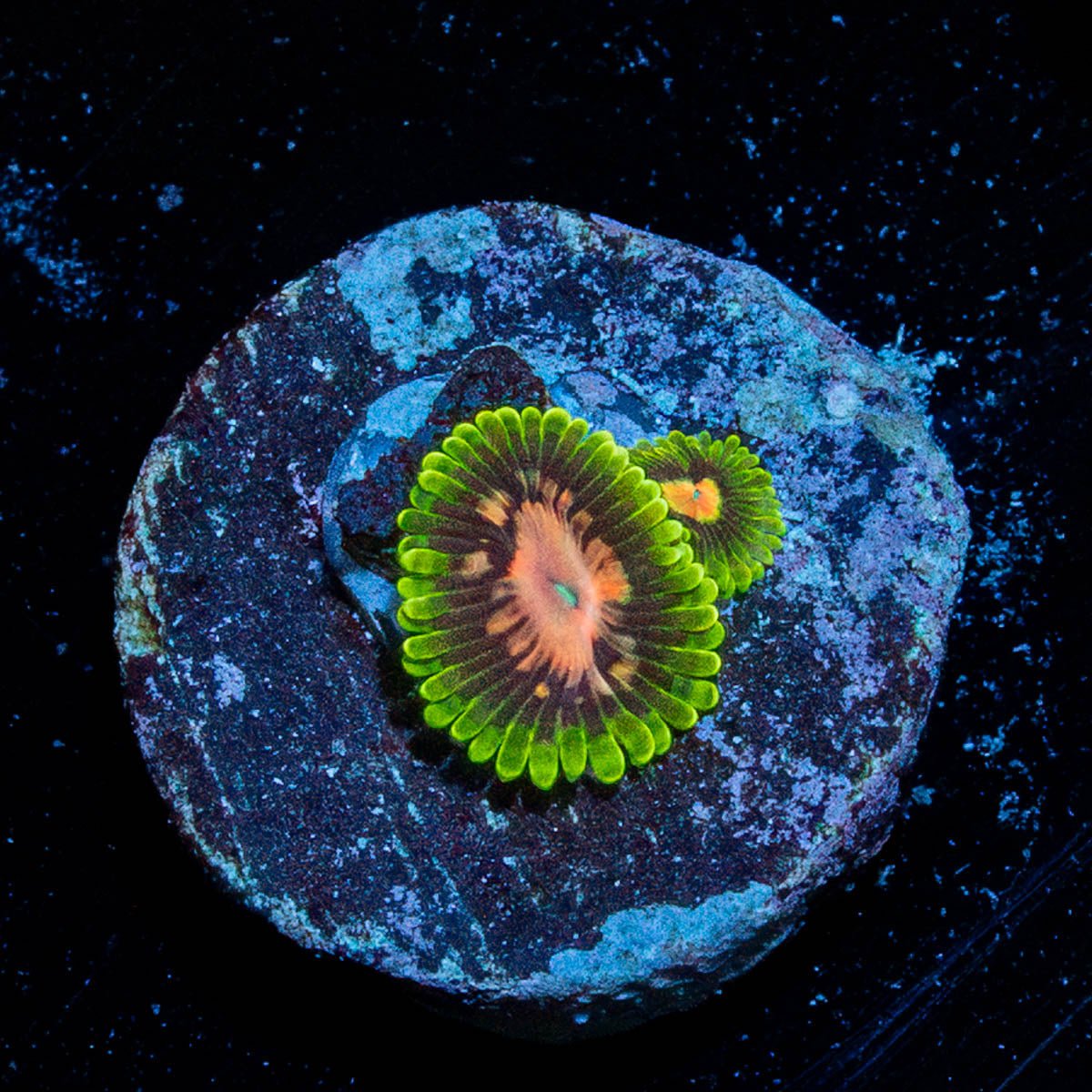 Pink PLasma Zoanthid - riptide aquaculture llc