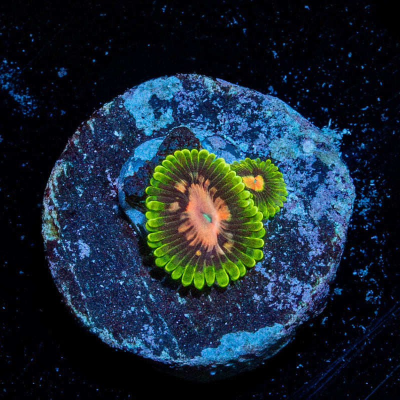 Pink PLasma Zoanthid